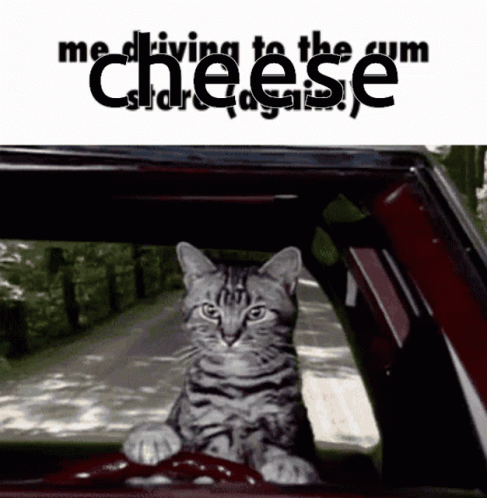 A Cat Is Sitting In The Driver 'S Seat Of A Car With The Words " Me Driving To The Cheese Store Again " Behind It GIF
