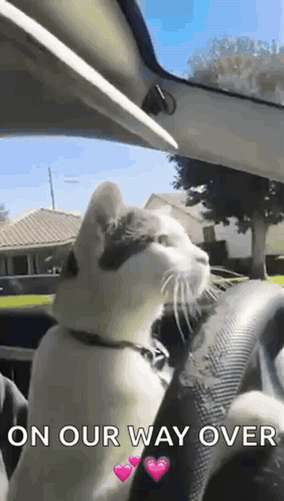 A Cat Is Sitting In The Driver 'S Seat Of A Car With The Words On Our Way Over Below It . GIF