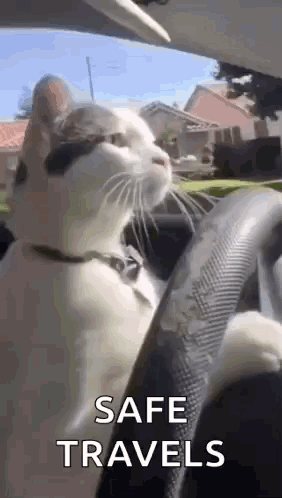 A Cat Is Sitting In The Driver 'S Seat Of A Car With The Words `` Safe Travels '' Above It . GIF