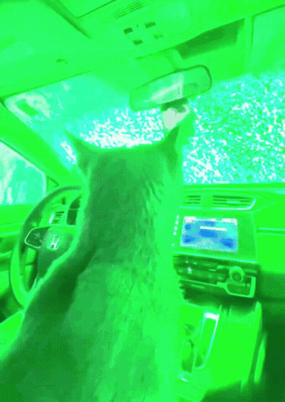 A Cat Is Sitting In The Driver 'S Seat Of A Car GIF
