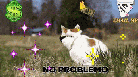 A Cat Is Sitting In The Grass With The Words No Problemo Written On The Bottom GIF
