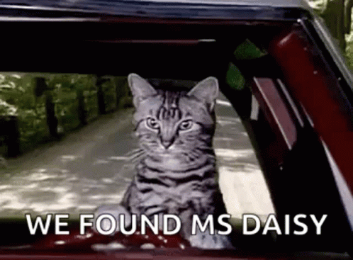 A Cat Is Sitting In The Passenger Seat Of A Car . GIF