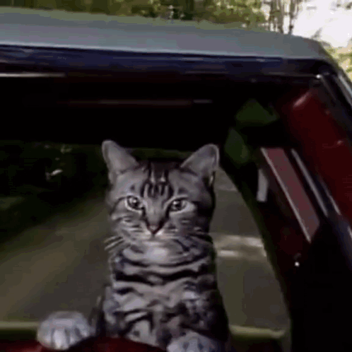 A Cat Is Sitting In The Steering Wheel Of A Car . GIF
