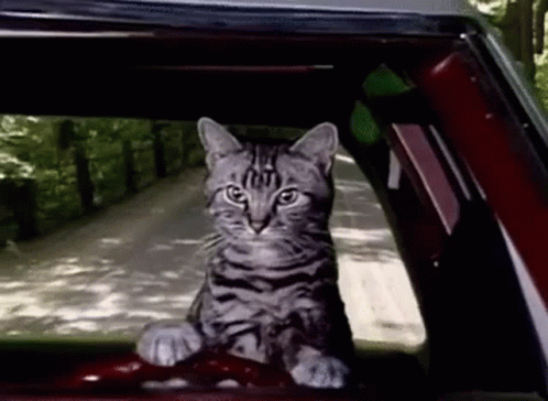 A Cat Is Sitting In The Steering Wheel Of A Car . GIF