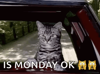A Cat Is Sitting In The Window Of A Car With The Words `` Is Monday Ok '' Above It . GIF