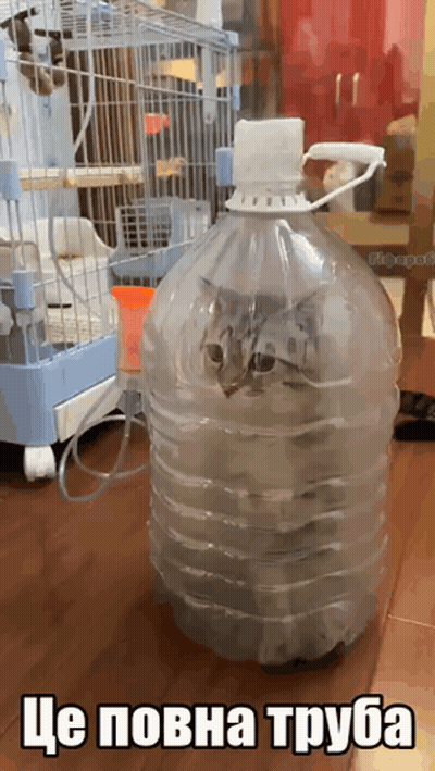 A Cat Is Sitting Inside Of A Clear Plastic Bottle With A Caption In A Foreign Language GIF