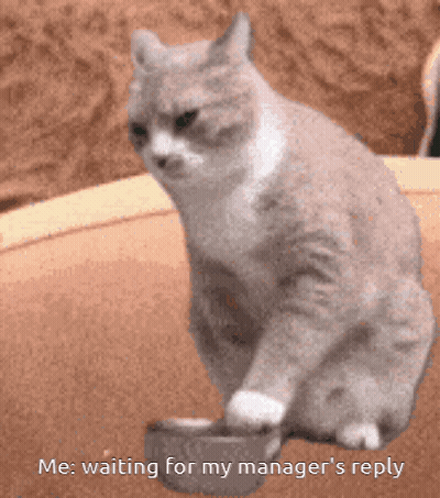 A Cat Is Sitting Next To A Bowl Of Food And Says " Me Waiting For My Manager 'S Reply " GIF