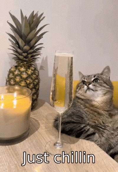 A Cat Is Sitting Next To A Glass Of Champagne And A Pineapple With The Words Just Chillin Below It GIF