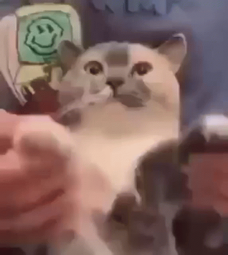 A Cat Is Sitting Next To A Person 'S Hand . GIF