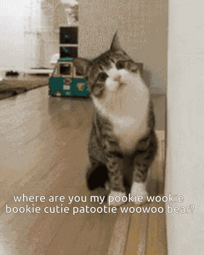 A Cat Is Sitting Next To A Wall With A Caption That Says Where Are You My Pookie Wookie GIF