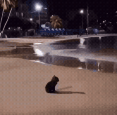 A Cat Is Sitting On A Beach At Night GIF