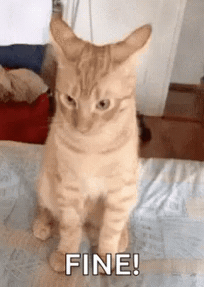 A Cat Is Sitting On A Bed And Looking At The Camera With The Words Fine Written Below It . GIF