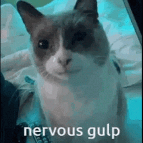 A Cat Is Sitting On A Bed And Looking At The Camera With The Words `` Nervous Gulp '' Written Next To It . GIF