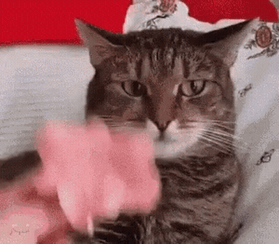A Cat Is Sitting On A Bed Playing With A Pink Toy . GIF