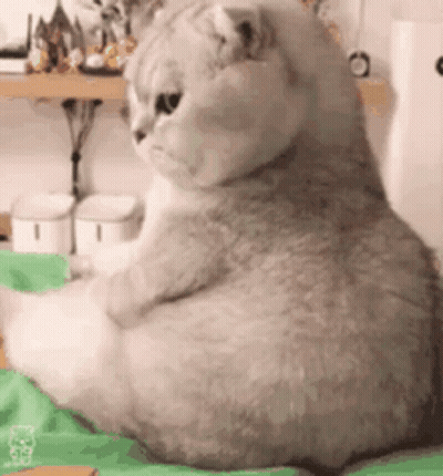 A Cat Is Sitting On A Bed With Its Legs Crossed . GIF
