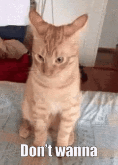 A Cat Is Sitting On A Bed With The Words `` Do N't Wanna '' Written On The Bottom Of It . GIF