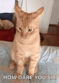 A Cat Is Sitting On A Bed With The Words `` How Dare You Sir '' Written Next To It . GIF