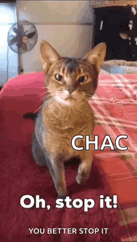 A Cat Is Sitting On A Bed With The Words `` Oh , Stop It ! '' Written On It . GIF