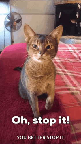 A Cat Is Sitting On A Bed With The Words Oh Stop It You Better Stop It GIF