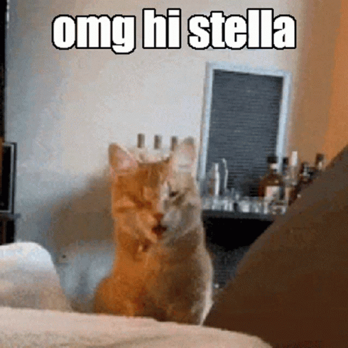 A Cat Is Sitting On A Bed With The Words Omg Hi Stella Written Above It GIF