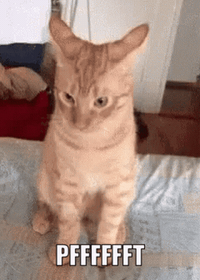 A Cat Is Sitting On A Bed With The Words Pffffft Written On It GIF