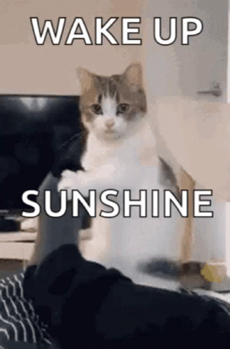 A Cat Is Sitting On A Bed With The Words `` Wake Up Sunshine '' Written On It . GIF