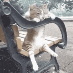 A Cat Is Sitting On A Bench With Its Eyes Closed GIF