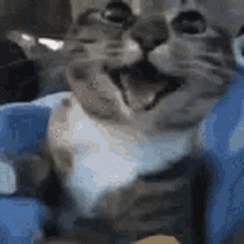 A Cat Is Sitting On A Blue Blanket And Smiling . GIF