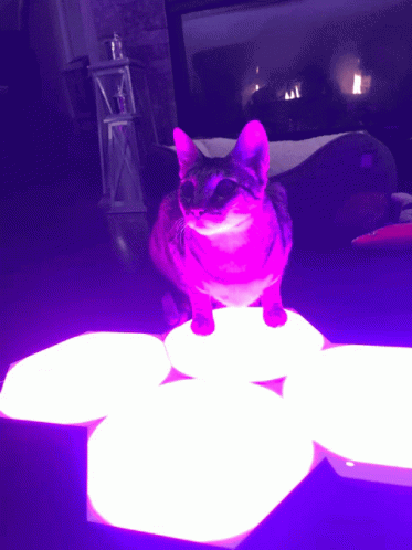 A Cat Is Sitting On A Blue Surface With A Glowing Light Behind It GIF