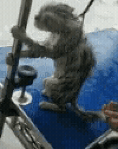 A Cat Is Sitting On A Boat Holding A Pole And A Glass Of Wine . GIF