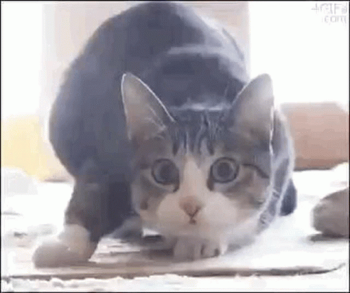 A Cat Is Sitting On A Cardboard Box On The Floor . GIF