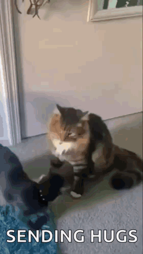 A Cat Is Sitting On A Carpet Next To A Person 'S Foot And Sending Hugs . GIF