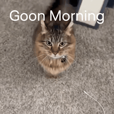 A Cat Is Sitting On A Carpet With The Words Goon Morning Written Above It GIF