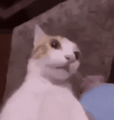 A Cat Is Sitting On A Couch And Looking At The Camera . GIF