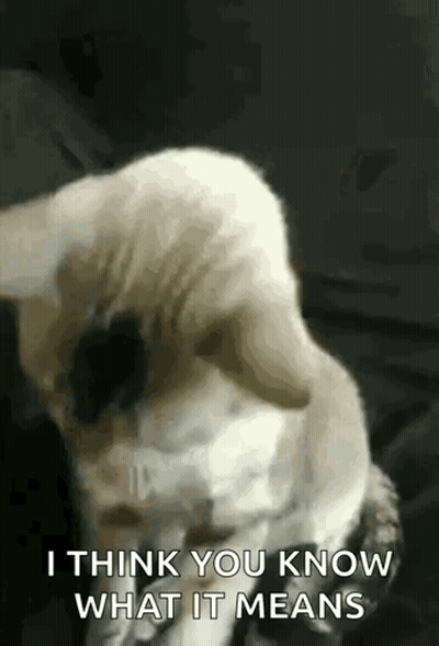 A Cat Is Sitting On A Couch And Looking At The Camera . GIF