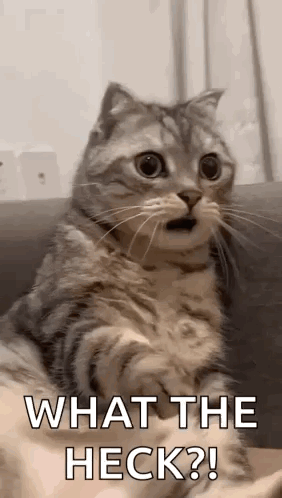 A Cat Is Sitting On A Couch And Looking At The Camera With Its Mouth Open . GIF