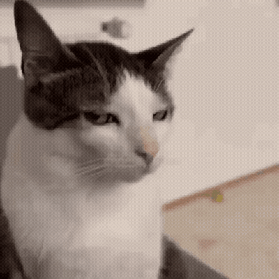 A Cat Is Sitting On A Couch And Looking At The Camera . GIF