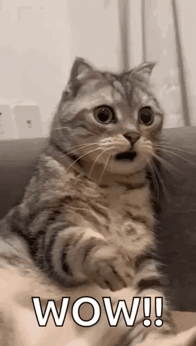 A Cat Is Sitting On A Couch And Making A Surprised Face With Its Mouth Open . GIF