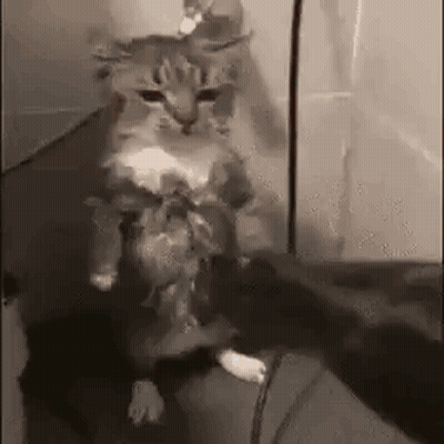 A Cat Is Sitting On A Couch Holding A Mouse In Its Mouth . GIF