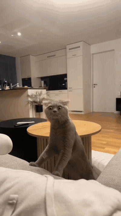 A Cat Is Sitting On A Couch In A Living Room GIF