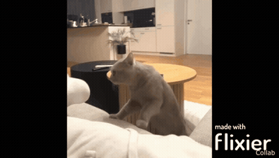 A Cat Is Sitting On A Couch In A Living Room Made With Flixier GIF