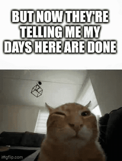 A Cat Is Sitting On A Couch In A Living Room With Its Eyes Closed And Making A Funny Face . GIF