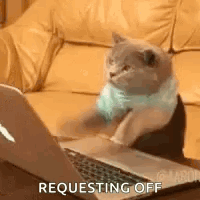 A Cat Is Sitting On A Couch In Front Of A Laptop . GIF