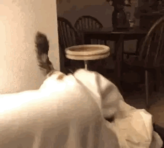A Cat Is Sitting On A Couch Next To A Table And Chairs . GIF