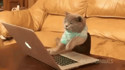 A Cat Is Sitting On A Couch Using An Apple Laptop . GIF