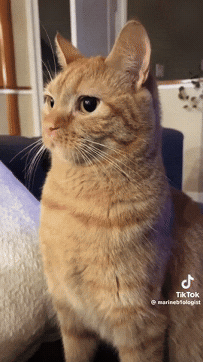 A Cat Is Sitting On A Couch With A Tiktok Video Of It GIF