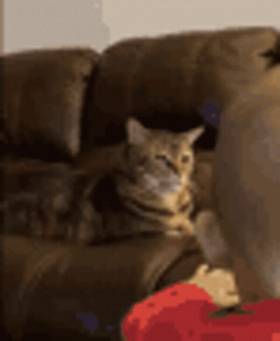 A Cat Is Sitting On A Couch With Its Eyes Closed . GIF