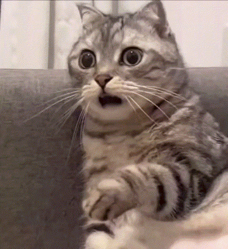 A Cat Is Sitting On A Couch With Its Mouth Open And A Surprised Look On Its Face . GIF