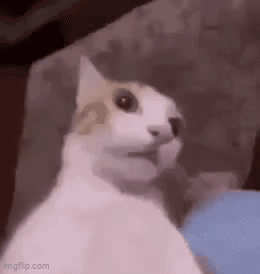 A Cat Is Sitting On A Couch With Its Mouth Open And Looking At The Camera . GIF