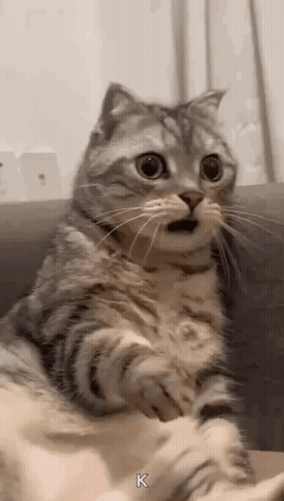 A Cat Is Sitting On A Couch With Its Mouth Open And Looking At The Camera . GIF